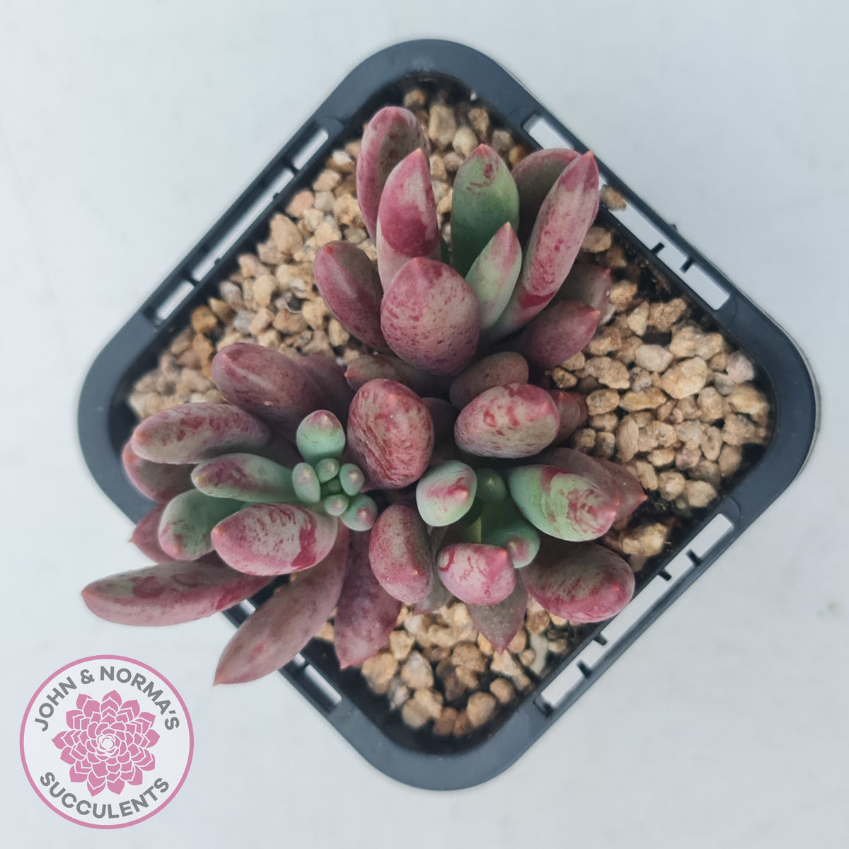 Pachyveria 'Red Banana'