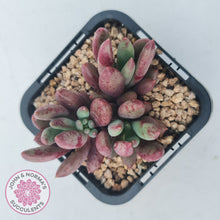 Load image into Gallery viewer, Pachyveria 'Red Banana'