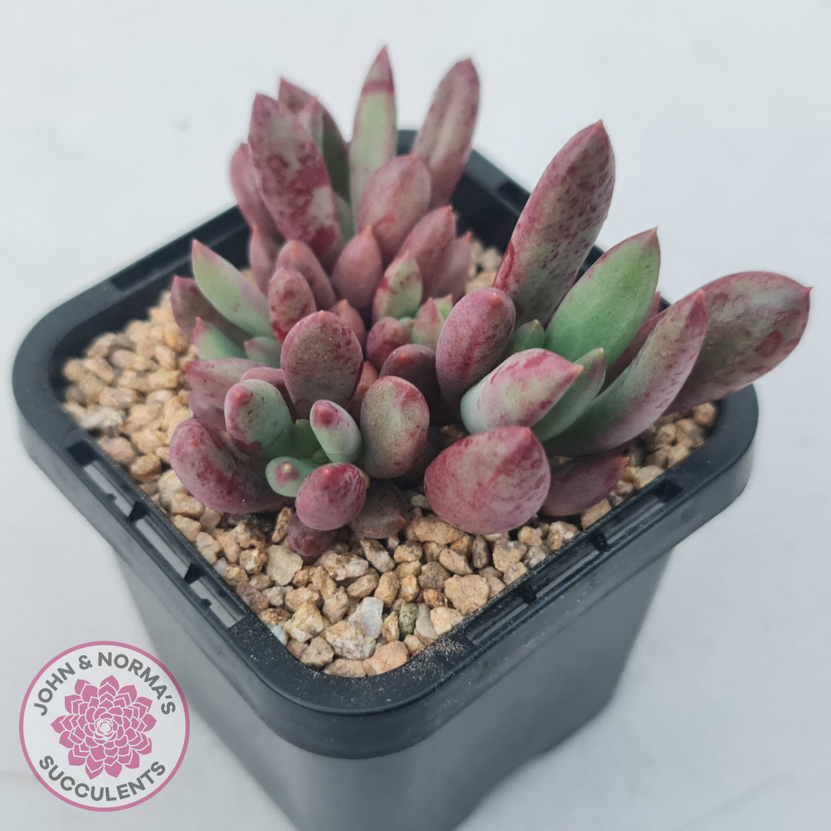 Pachyveria 'Red Banana'