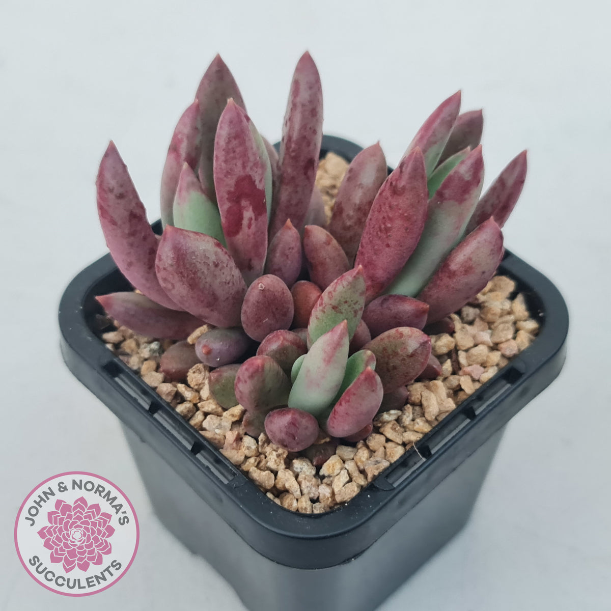Pachyveria 'Red Banana'