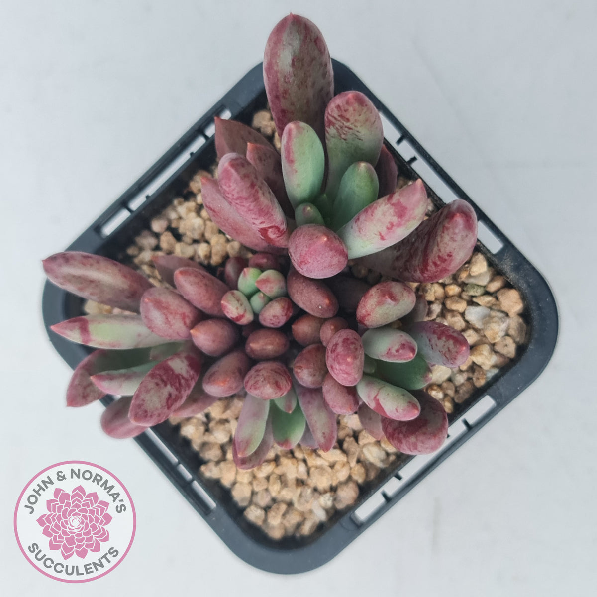 Pachyveria 'Red Banana'