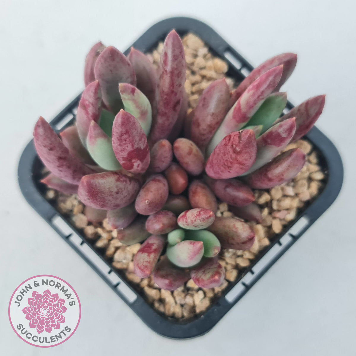 Pachyveria 'Red Banana'