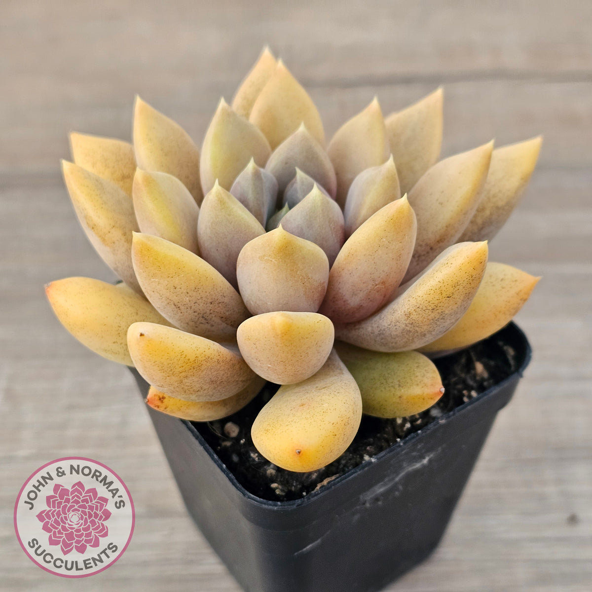 Pachyveria Rough