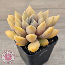 Load image into Gallery viewer, Pachyveria Rough