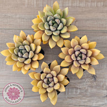 Load image into Gallery viewer, Pachyveria Rough