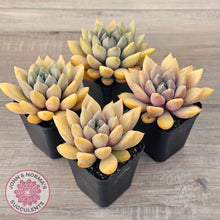 Load image into Gallery viewer, Pachyveria Rough