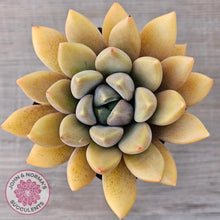 Load image into Gallery viewer, Pachyveria Rough