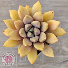 Load image into Gallery viewer, Pachyveria Rough