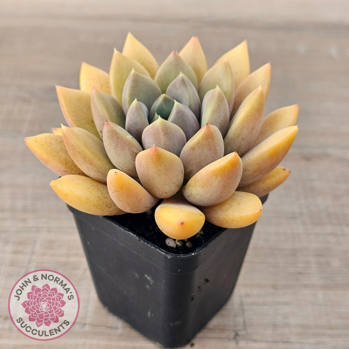 Pachyveria Rough
