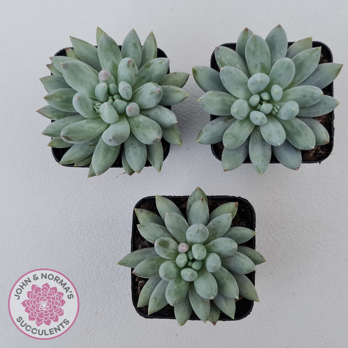Pachyveria Snow Finger