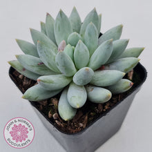 Load image into Gallery viewer, Pachyveria Snow Finger