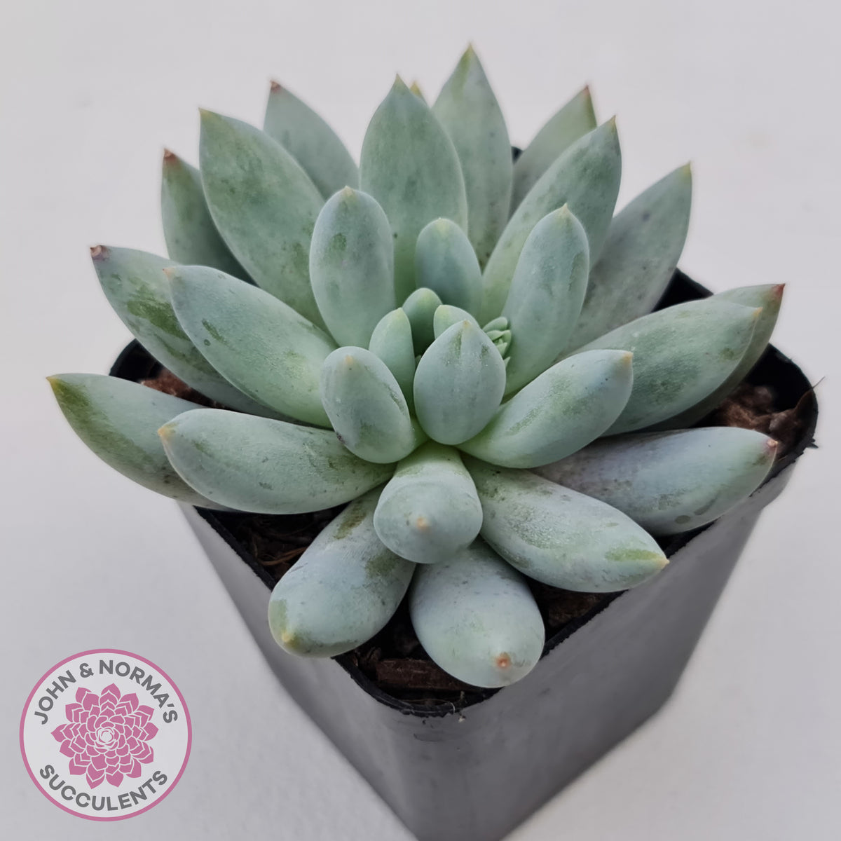 Pachyveria Snow Finger