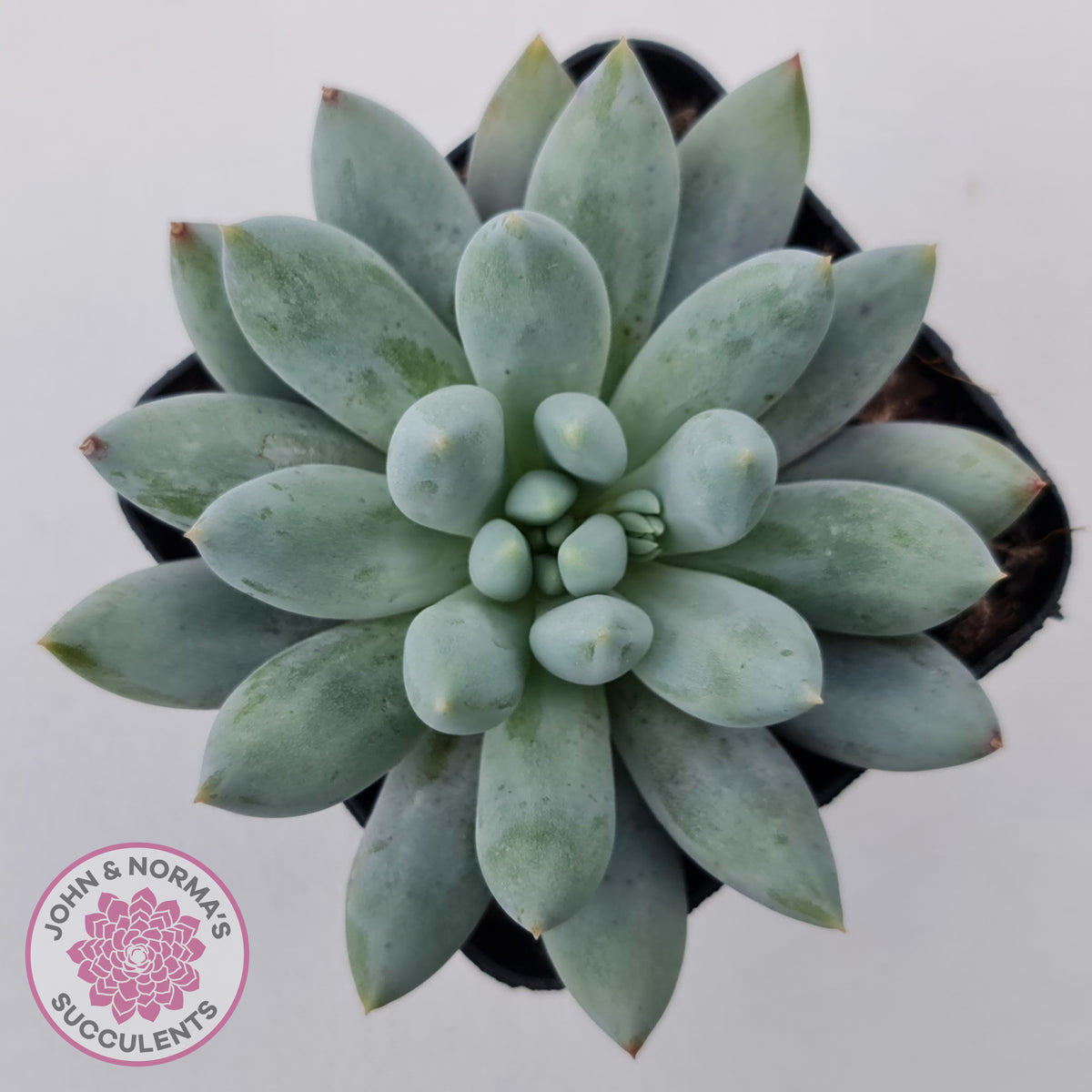 Pachyveria Snow Finger