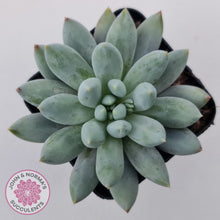 Load image into Gallery viewer, Pachyveria Snow Finger