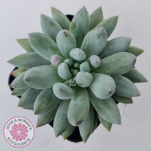 Load image into Gallery viewer, Pachyveria Snow Finger