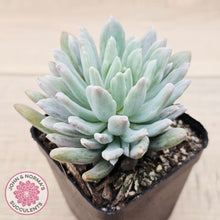 Load image into Gallery viewer, Pachyveria scheideckeri Silk Variegata