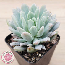 Load image into Gallery viewer, Pachyveria scheideckeri Silk Variegata