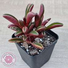 Load image into Gallery viewer, Peperomia graveolens'Ruby Glow' - John & Norma's Succulents Australia
