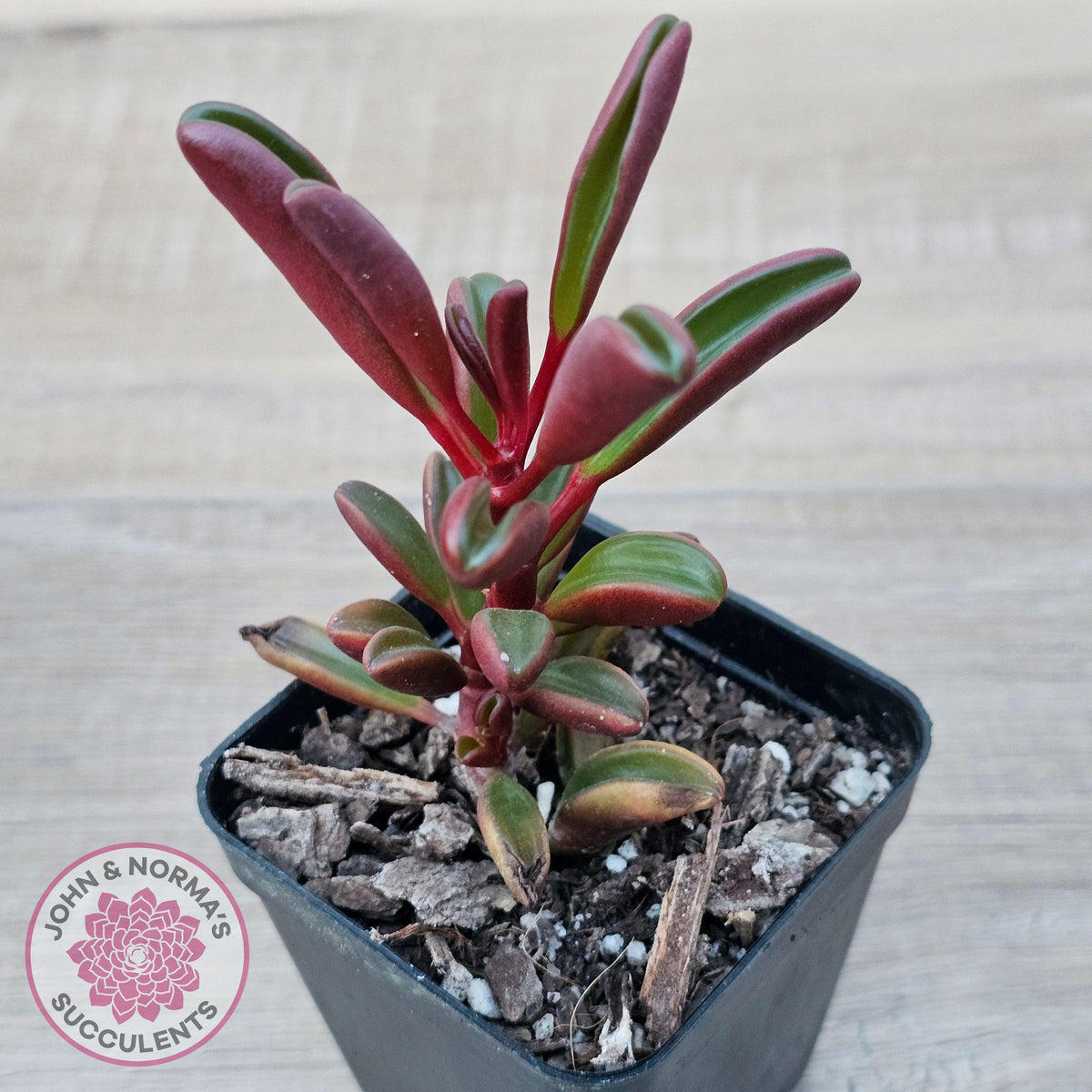 Peperomia graveolens'Ruby Glow'