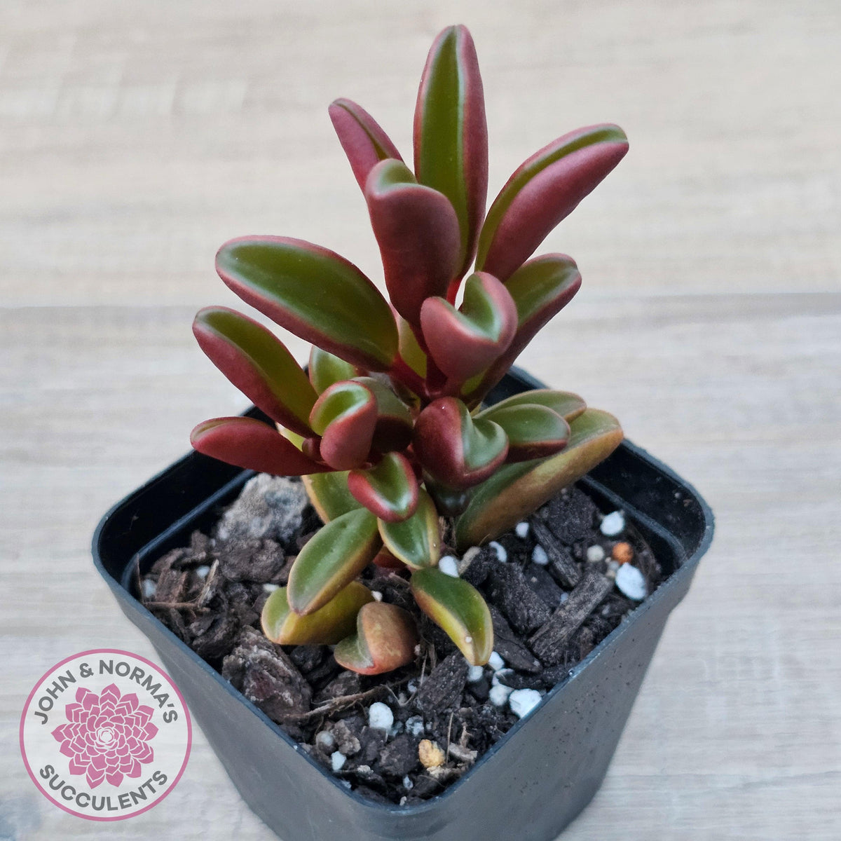 Peperomia graveolens'Ruby Glow'