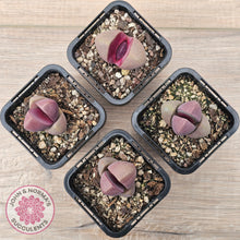 Load image into Gallery viewer, Pleiospilos nellii 'Royal Flush'
