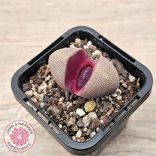 Load image into Gallery viewer, Pleiospilos nellii 'Royal Flush'