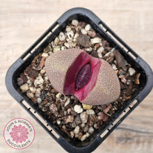 Load image into Gallery viewer, Pleiospilos nellii 'Royal Flush'