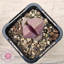 Load image into Gallery viewer, Pleiospilos nellii 'Royal Flush'