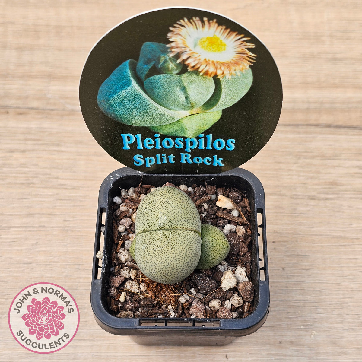 Pleispilos 'Split Rock'