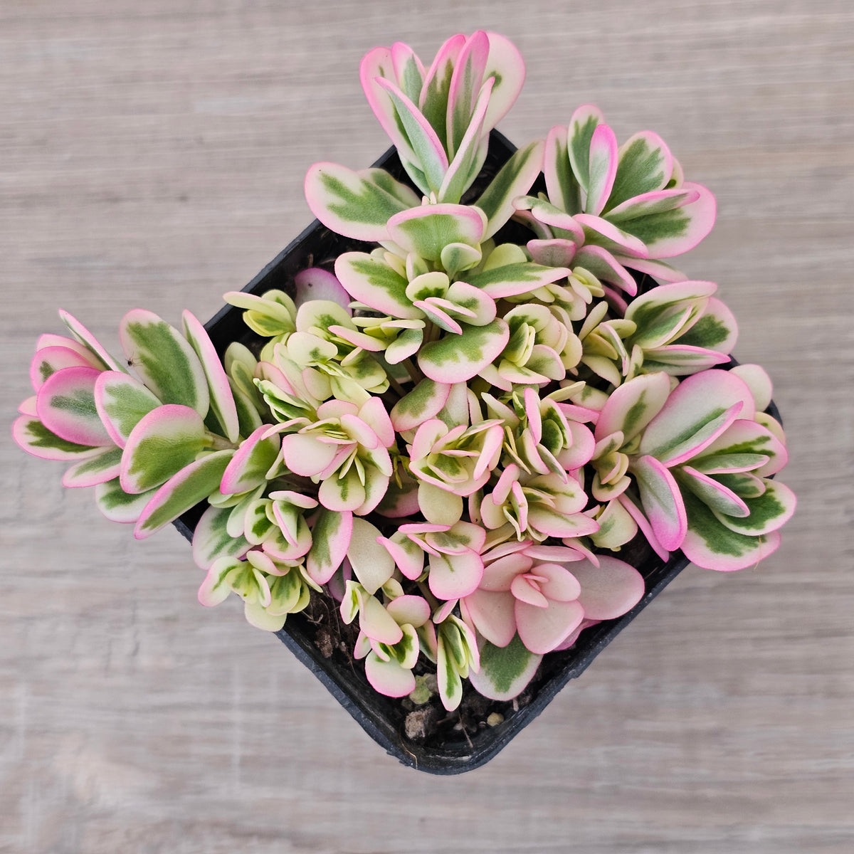 Portulaca oleracea variegata