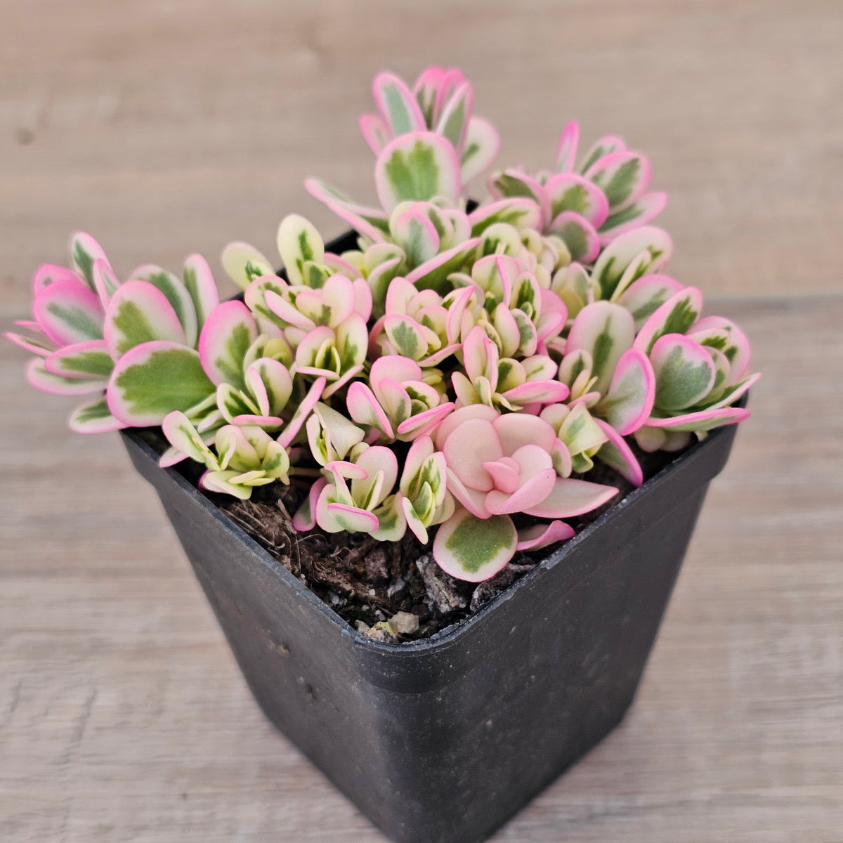 Portulaca oleracea variegata
