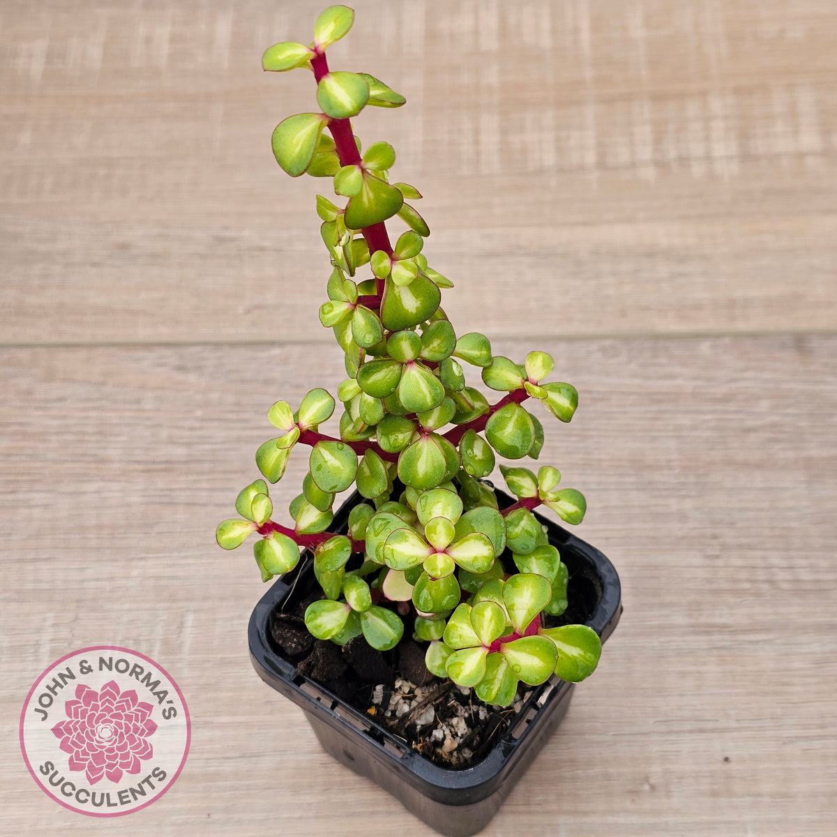 Portulacaria afra 'Reverse Variegation'