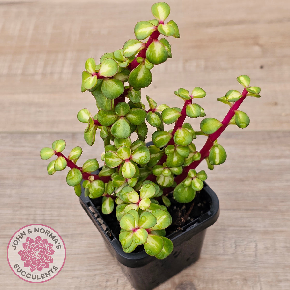 Portulacaria afra 'Reverse Variegation'