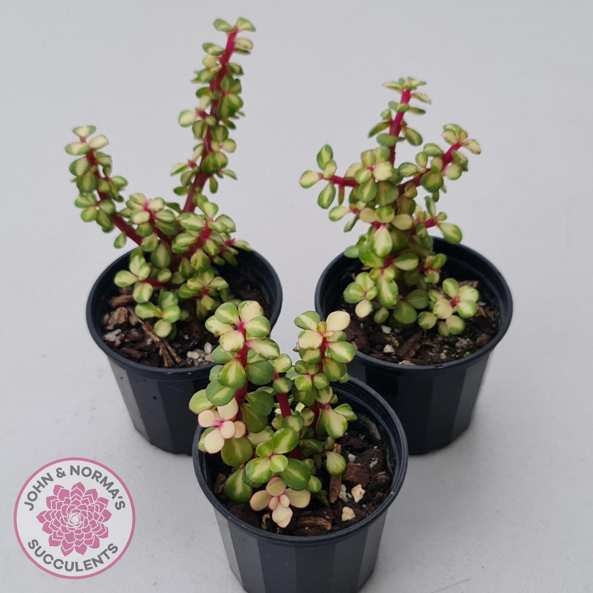 Portulacaria afra 'Reverse Variegation'