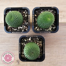 Load image into Gallery viewer, Rebutia Krainziana var inermis
