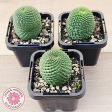 Load image into Gallery viewer, Rebutia Krainziana var inermis