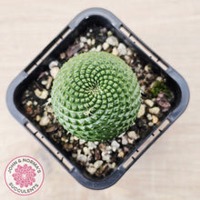 Load image into Gallery viewer, Rebutia Krainziana var inermis