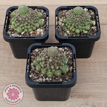 Load image into Gallery viewer, Rebutia c.v. Liliputiana