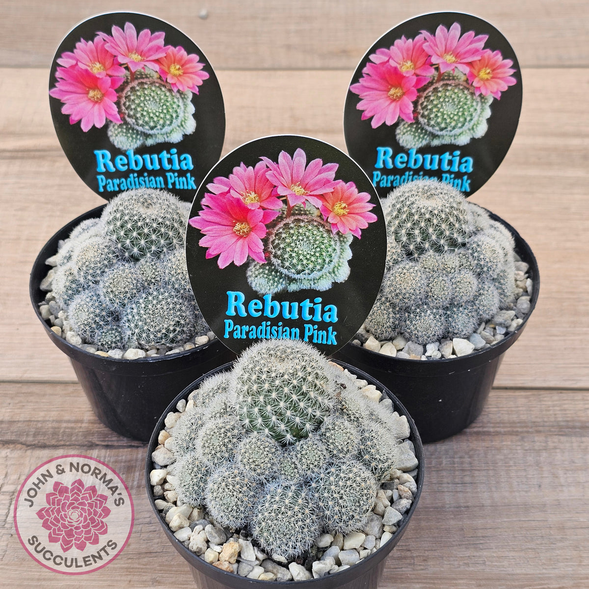 Rebutia 'Paradisian Pink' (Lg)