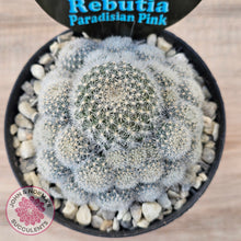 Load image into Gallery viewer, Rebutia 'Paradisian Pink' (Lg)