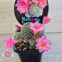 Load image into Gallery viewer, Rebutia 'Paradisian Pink' (Lg)
