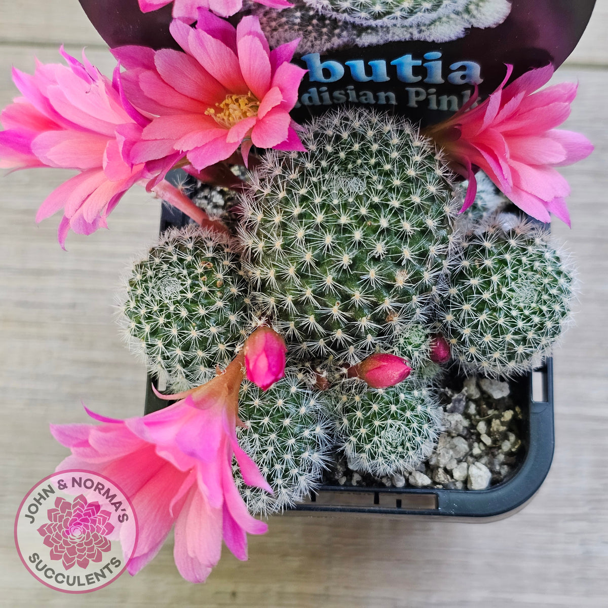 Rebutia 'Paradisian Pink' (Lg)
