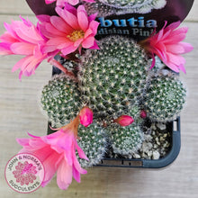Load image into Gallery viewer, Rebutia 'Paradisian Pink' (Lg)