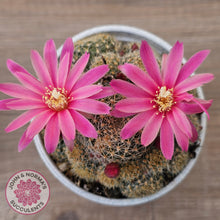 Load image into Gallery viewer, Rebutia 'Pink Sensation'