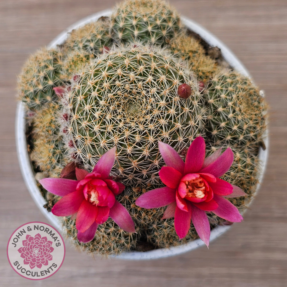 Rebutia 'Pink Sensation'