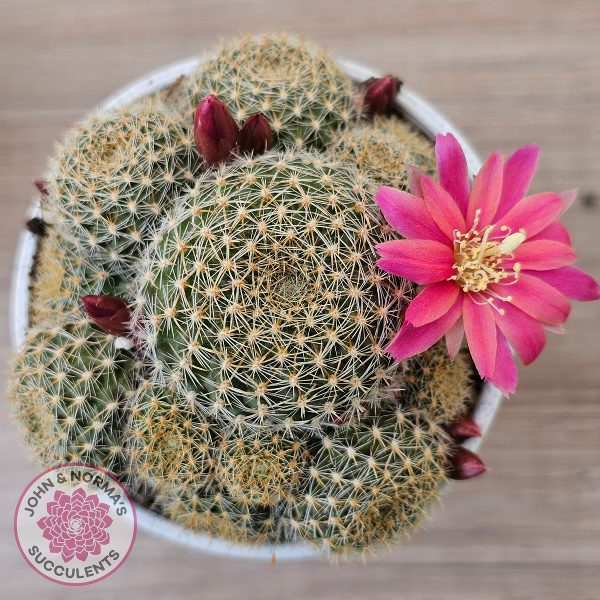 Rebutia 'Pink Sensation'