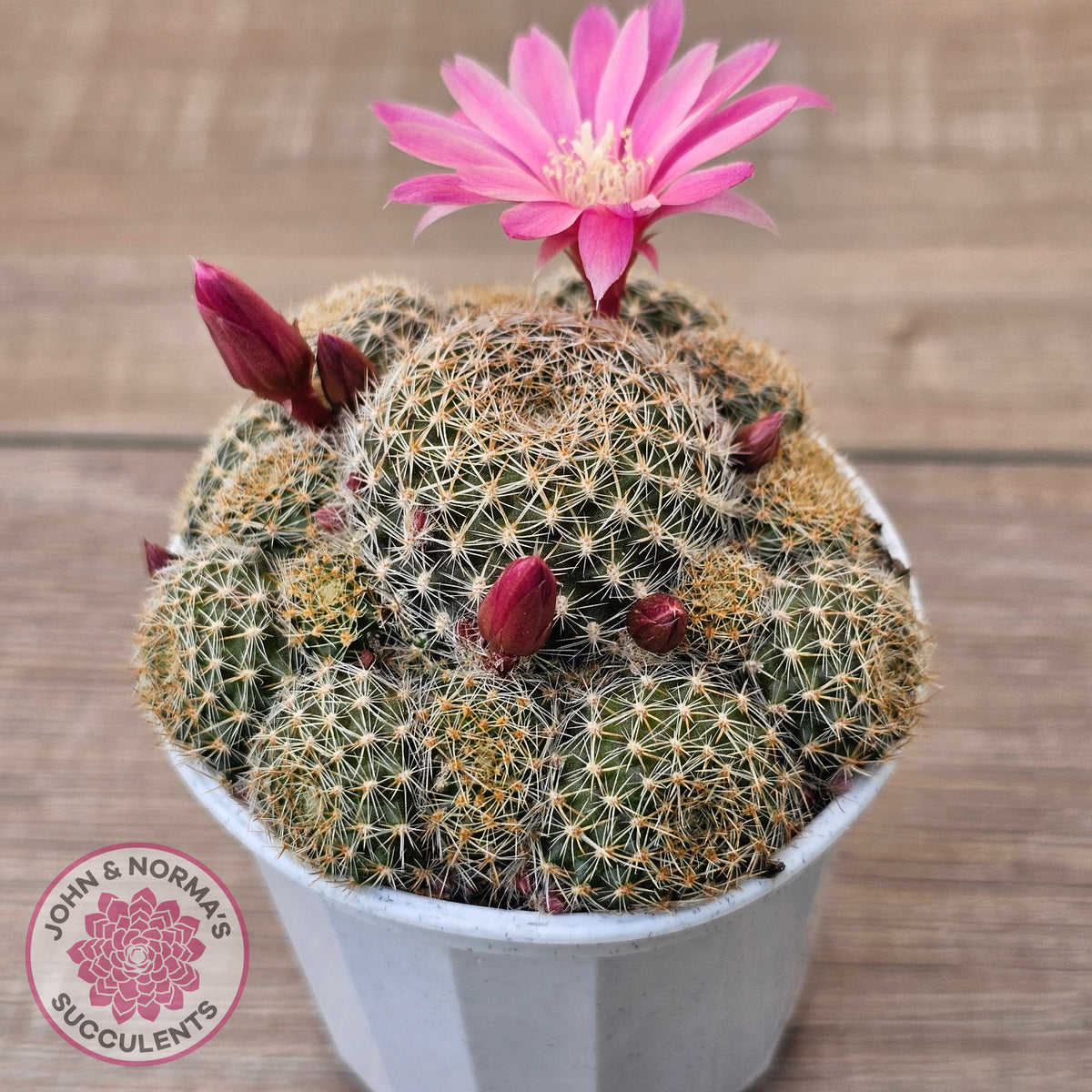 Rebutia 'Pink Sensation'