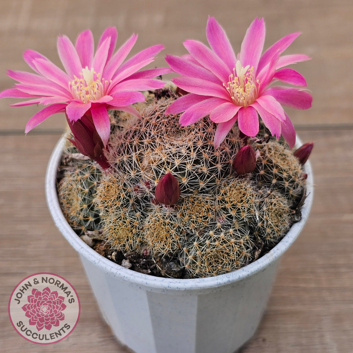 Rebutia 'Pink Sensation'