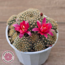 Load image into Gallery viewer, Rebutia 'Pink Sensation'