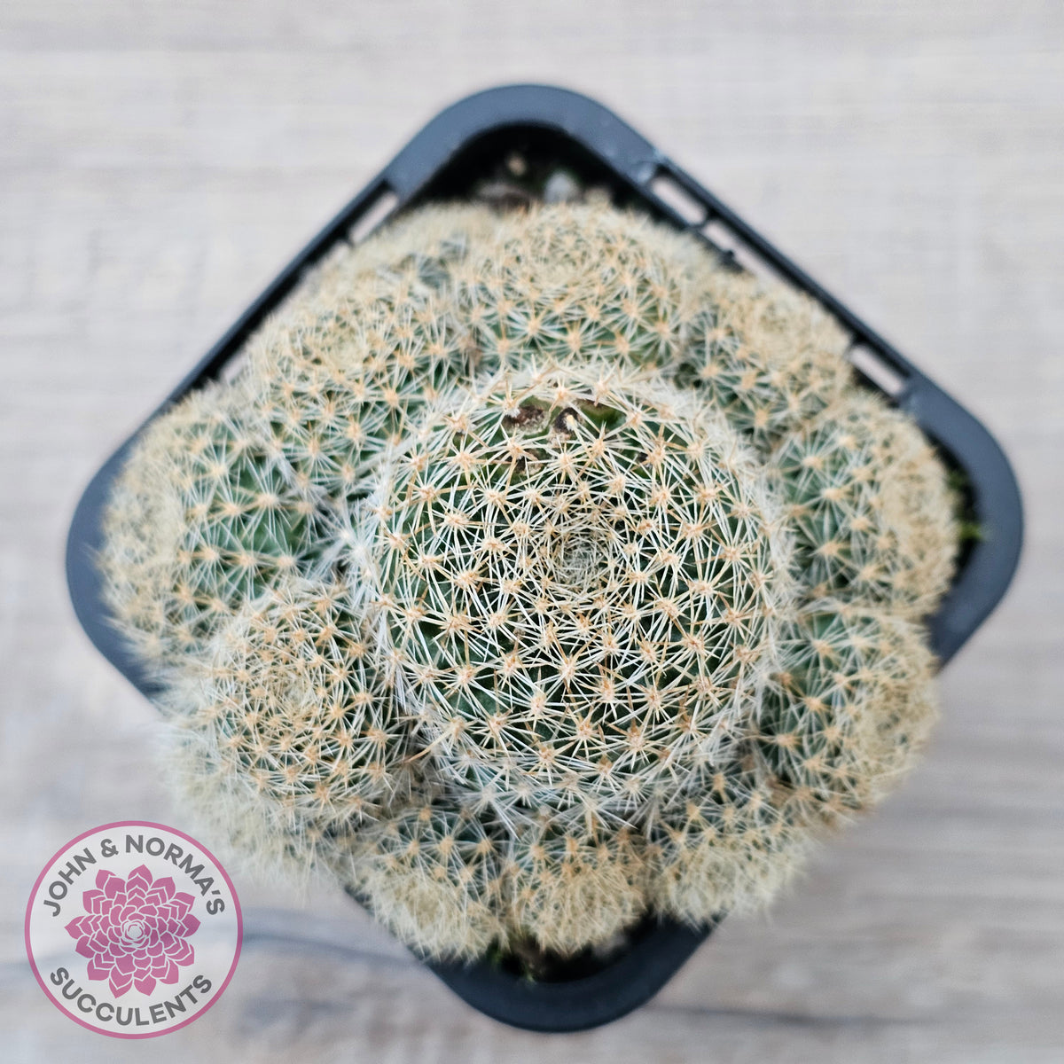 Rebutia 'Pink Sensation'